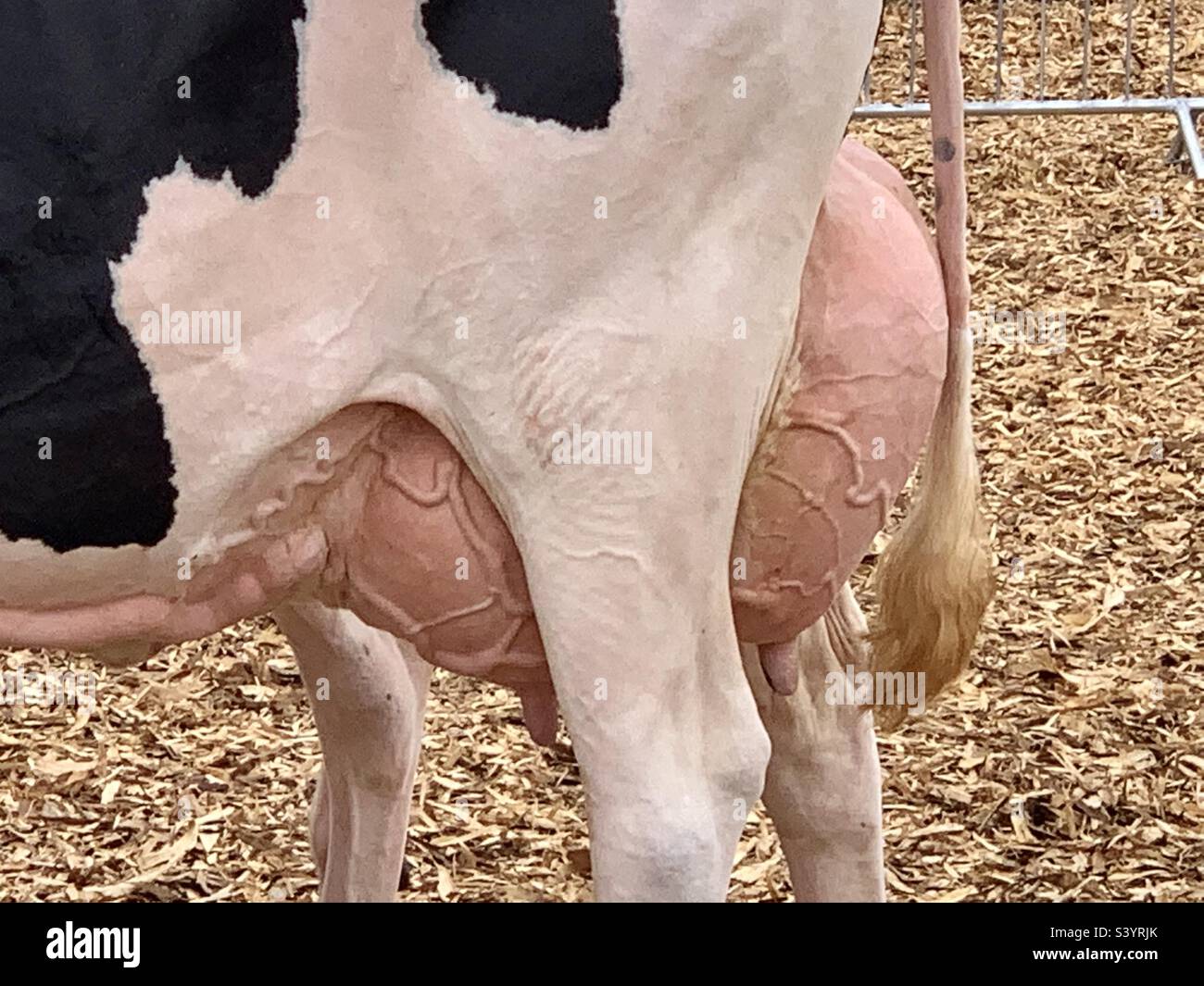 Primo piano di mammelle piene di latte vaccino; la vacca Holstein vincitrice di premi in mostra con mammelle piene di vene al Devon country show, raffigurante l'industria lattiero-casearia britannica Foto Stock