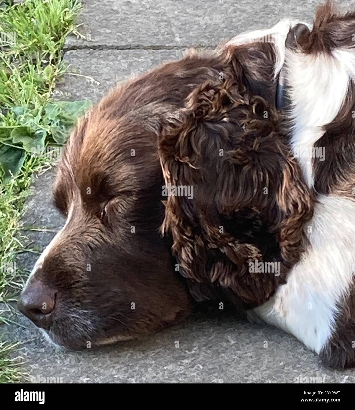 Springer Spaniel inglese. Pisolino pomeridiano. Foto Stock