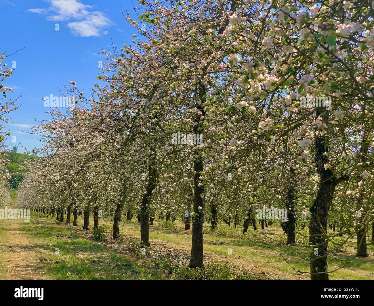 File di alberi di mele in un frutteto pieno di fiori di mela all'inizio dell'estate, Somerset Inghilterra Foto Stock