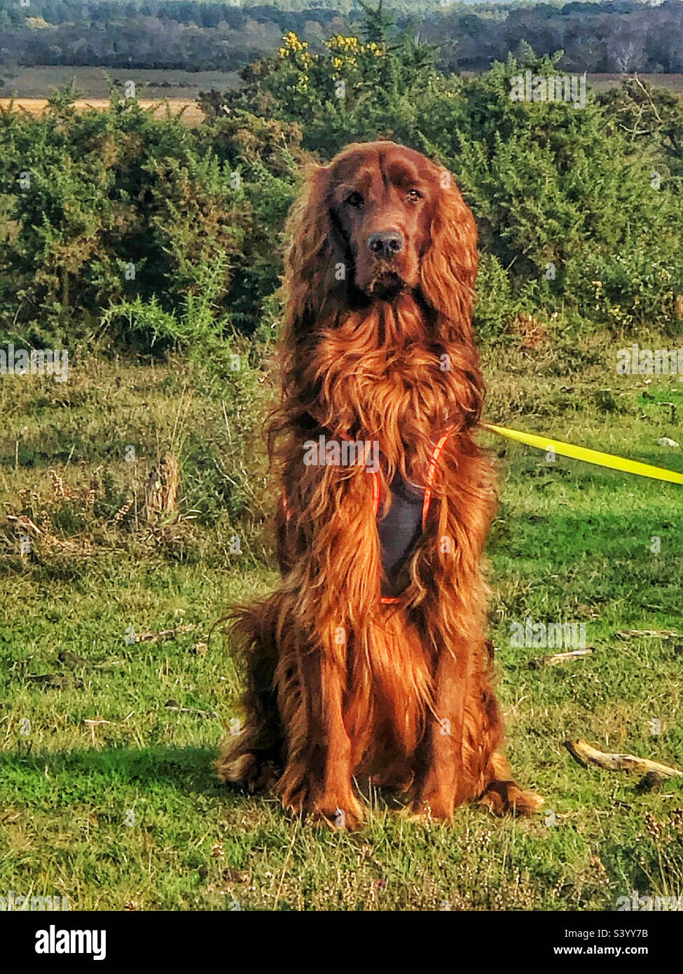 Irish Setter Chester in una foresta dell'Hampshire - Immagine stock catturata con smartphone