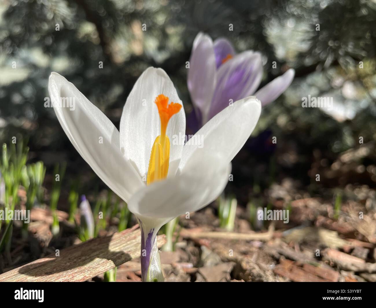Bianco perenne fioritura al mattino luce del sole di primavera. Foto Stock