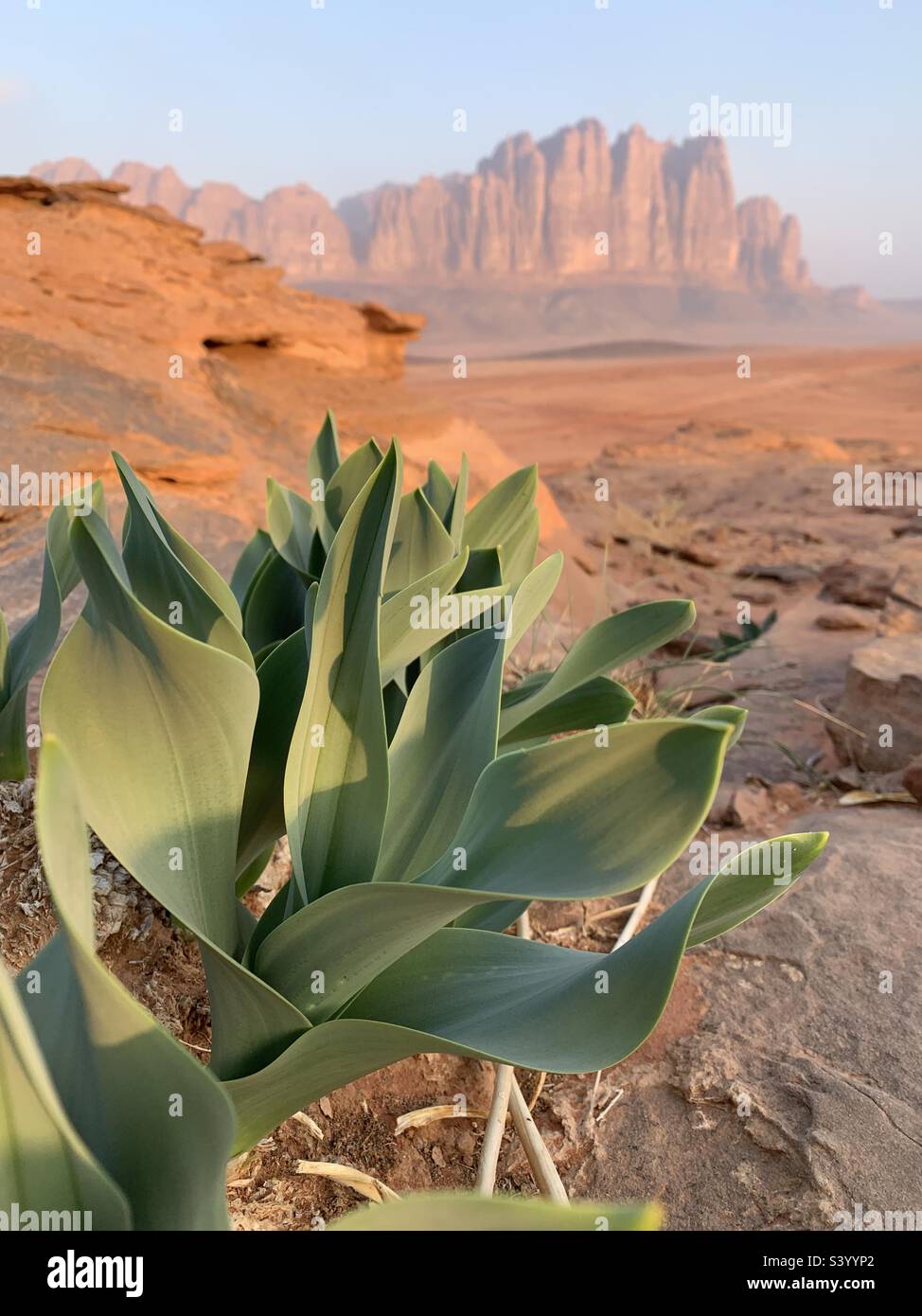 Pianta di rapa nel deserto a Wadi rum Giordania Foto Stock