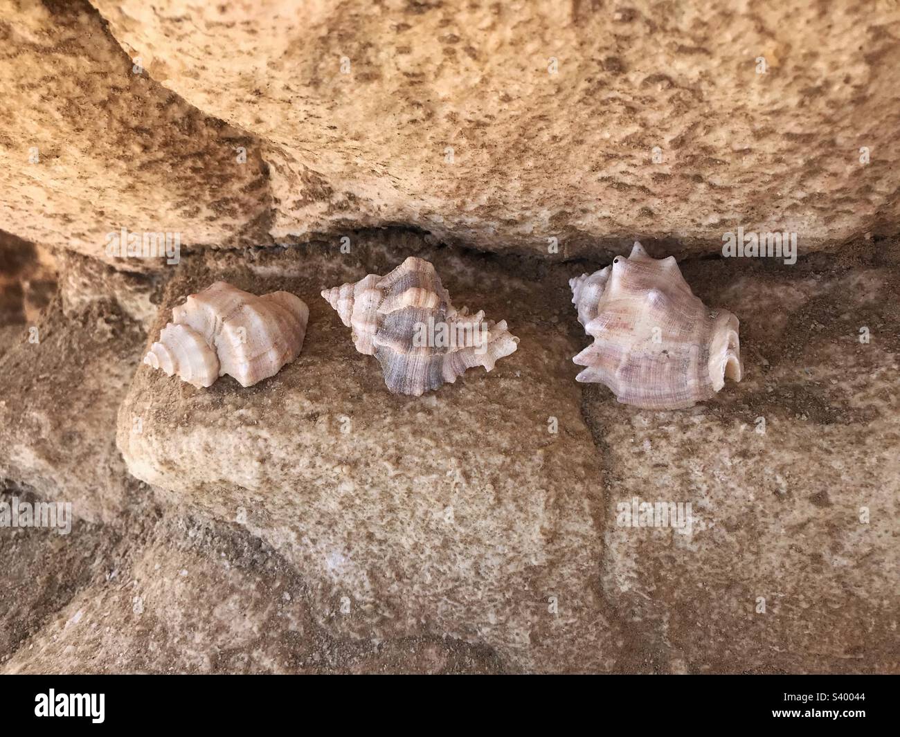 Conchiglie marine Foto Stock