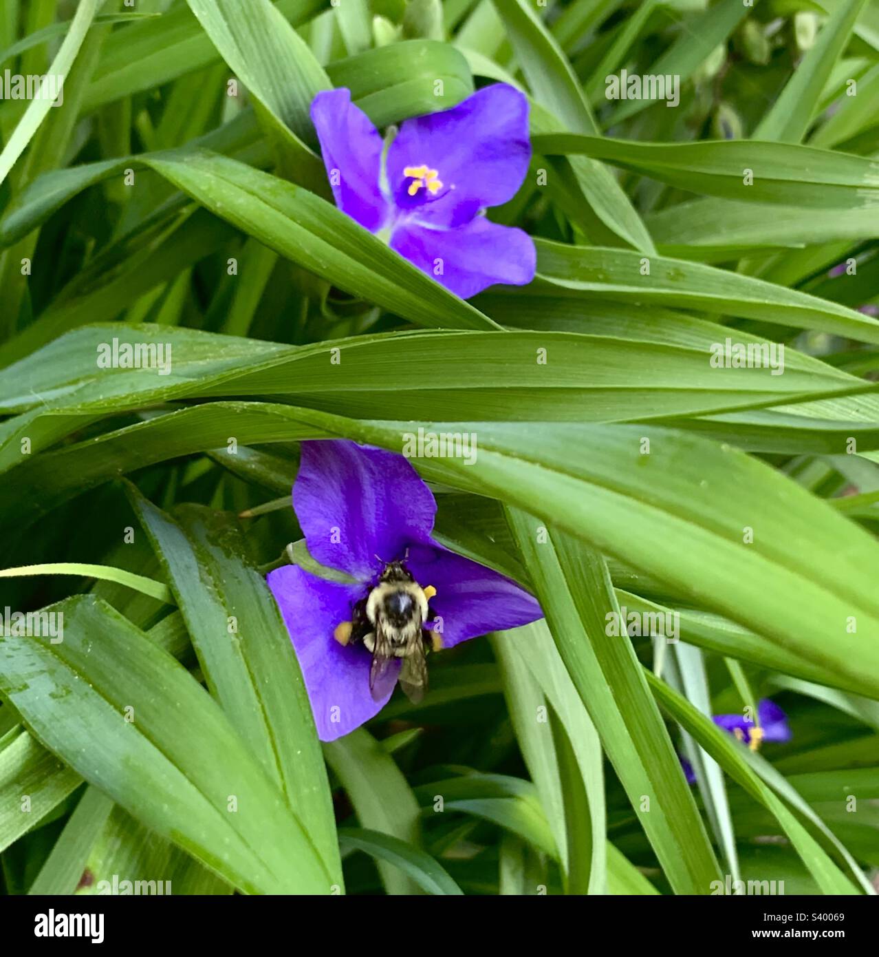 Fiori di fiore di spiderwort della virginia - Immagine stock catturata con smartphone