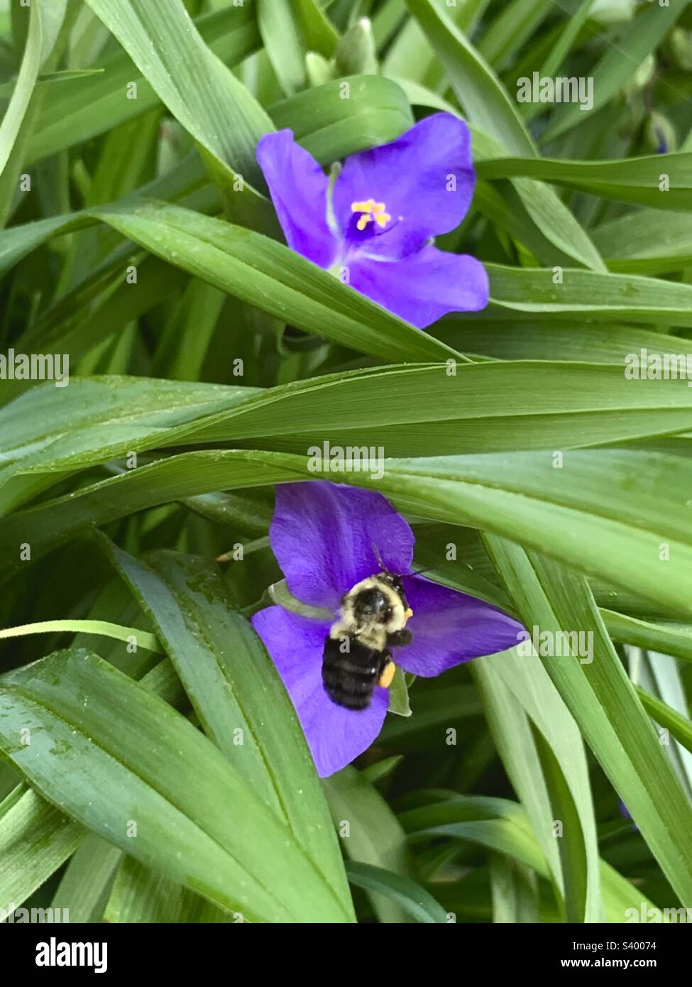 Un'ape sulla spiderwort della Virginia - Immagine stock catturata con smartphone