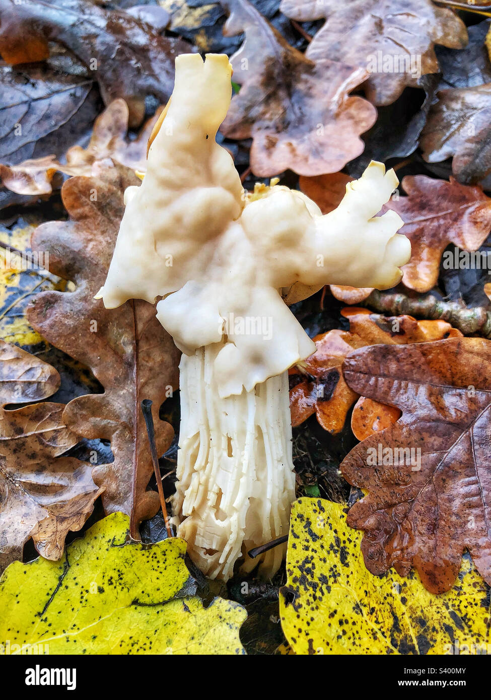 Fungo da sella bianca (Helvella crispa) che cresce sul prato di Bishopstoke Hampshire Regno Unito - Immagine stock catturata con smartphone