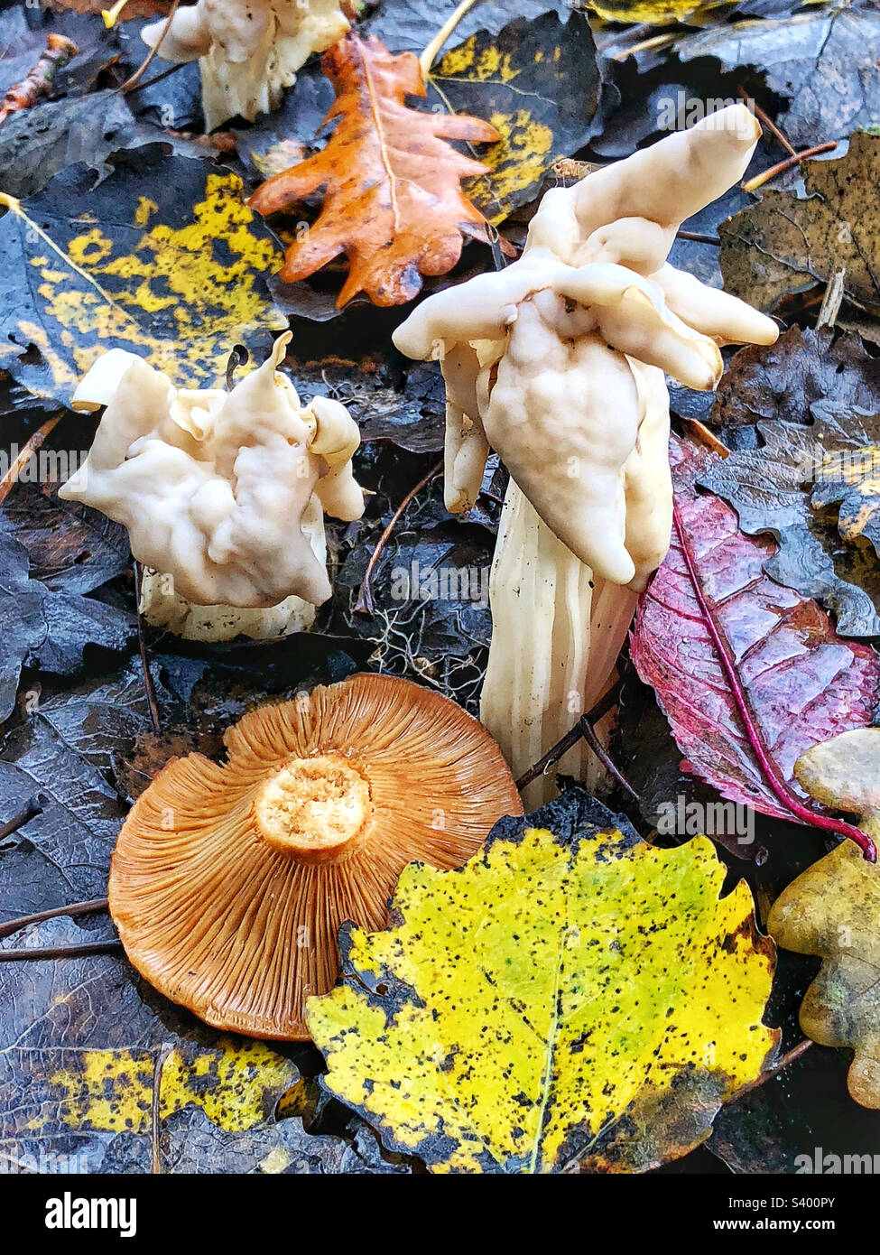 Fungo da sella bianca (Helvella crispa) che cresce sul prato di Bishopstoke Hampshire Regno Unito - Immagine stock catturata con smartphone