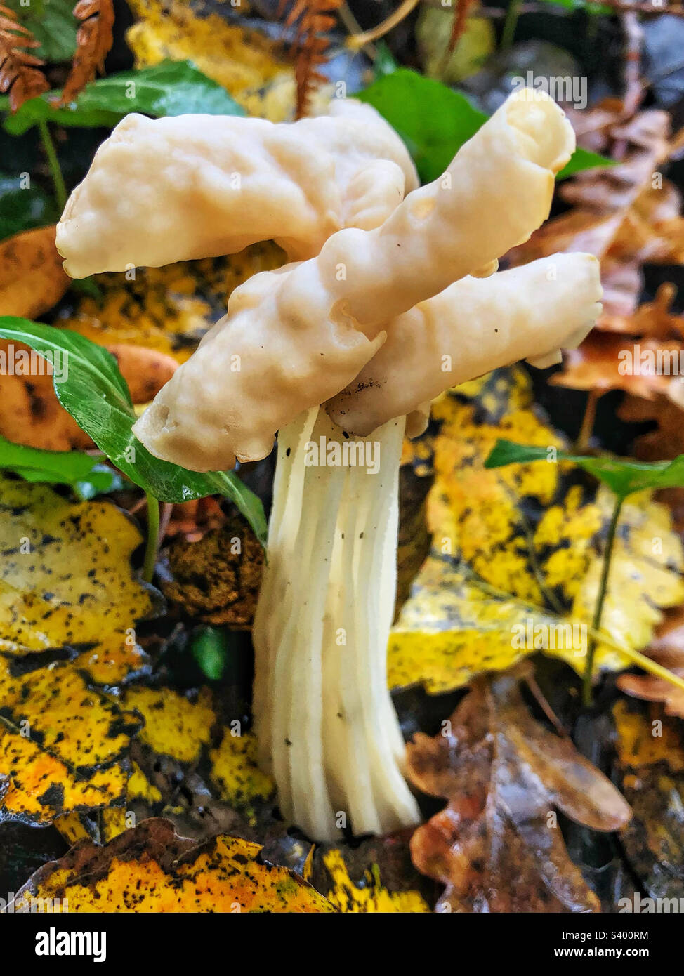 Fungo da sella bianca (Helvella crispa) che cresce sul prato di Bishopstoke Hampshire Regno Unito - Immagine stock catturata con smartphone