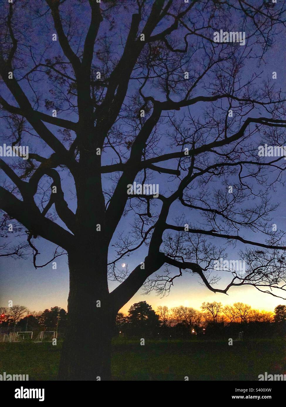 Al crepuscolo spicca un albero. - Immagine stock catturata con smartphone