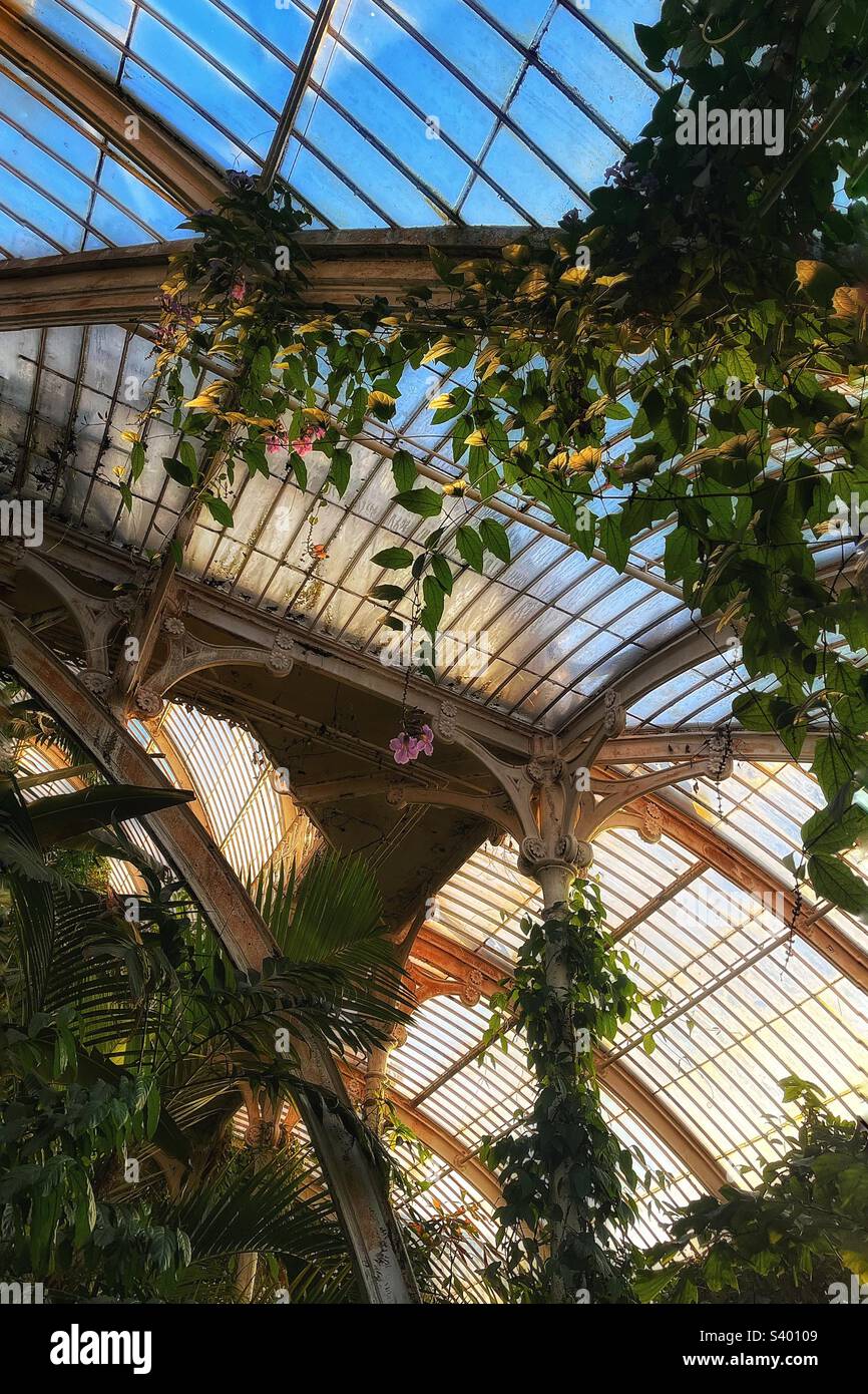All'interno della Palm House a Kew Gardens, Londra. Edificio storico ancora in uso oggi. - Immagine stock catturata con smartphone