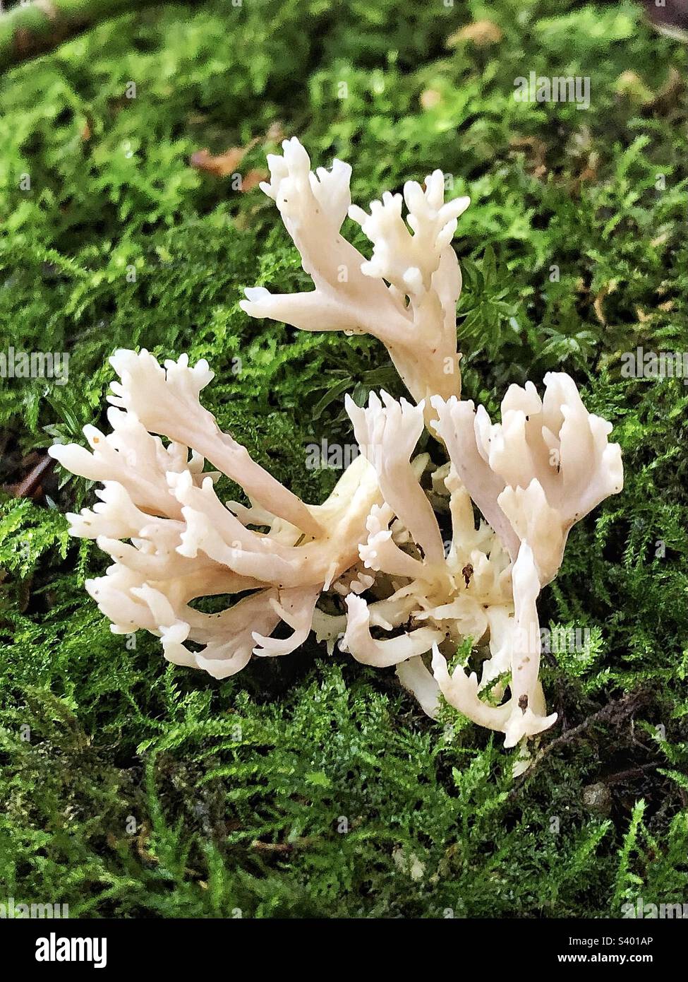 Crested Coral fungus (Clavulina coralloides) che cresce in un bosco di api vicino a Winchester, Hampshire, Regno Unito Foto Stock