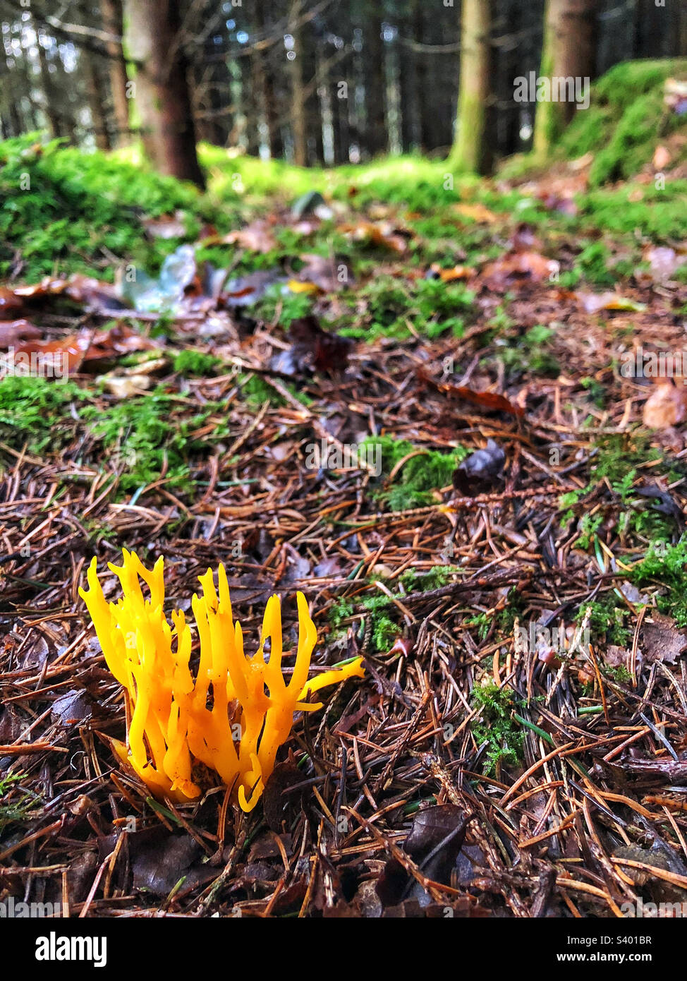 Funghi a corna di cervo gialli che crescono in una foresta di pini vicino a Winchester - Immagine stock catturata con smartphone