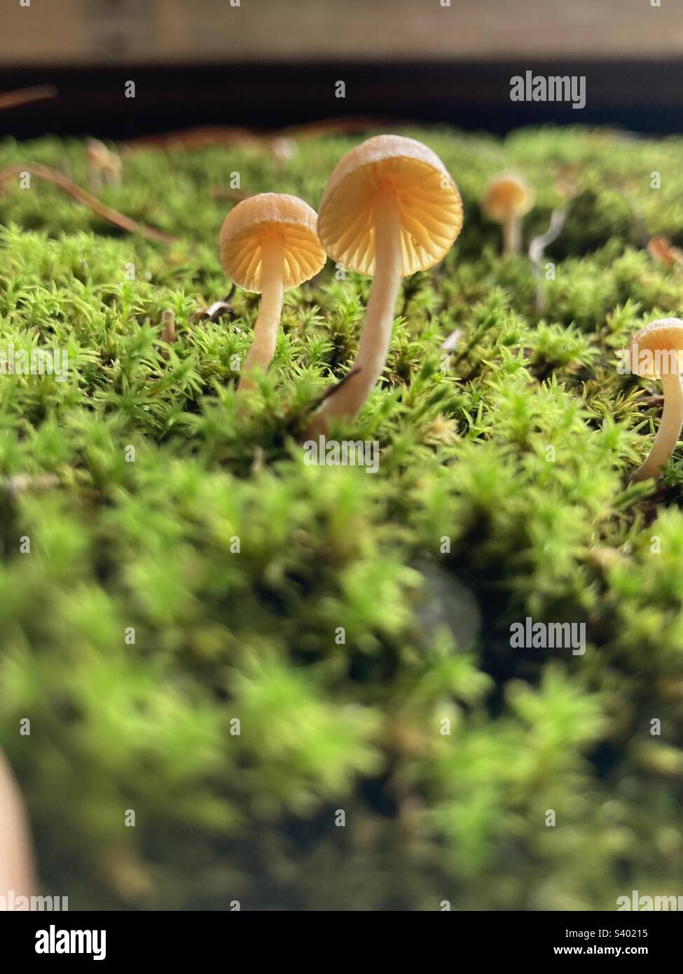 piccoli funghi marroni crescono di muschio verde Foto Stock