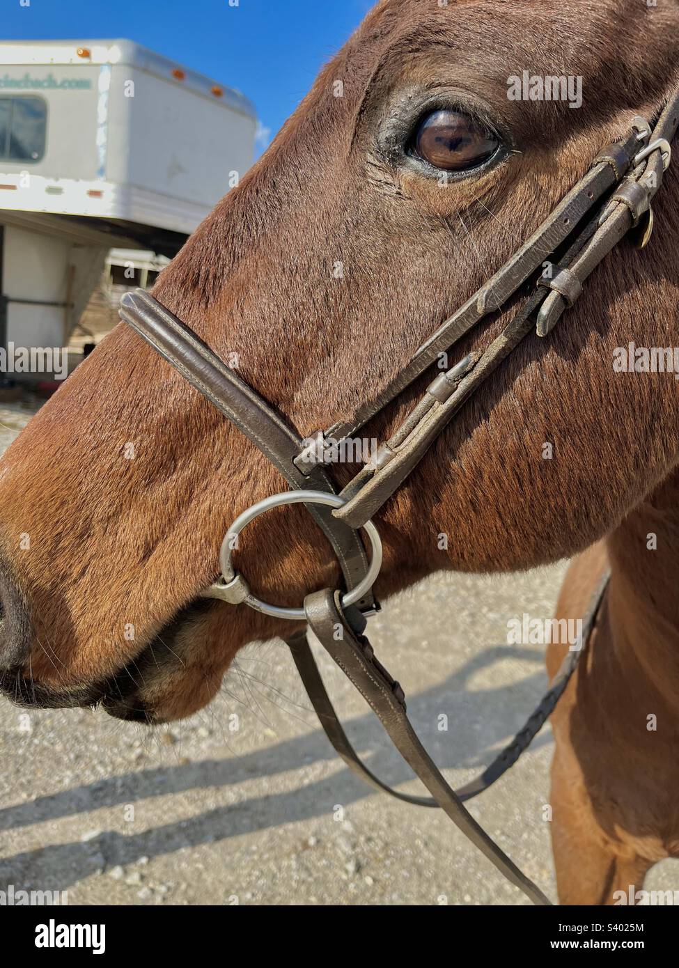 Faccia di primo piano e naso di cavallo marrone - Immagine stock catturata con smartphone