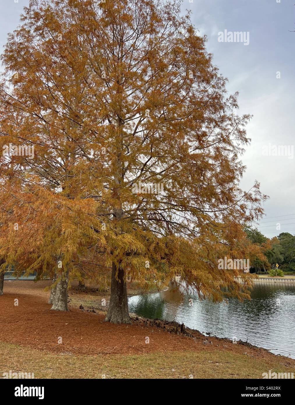 Autunno cipressi alberi da un laghetto d'acqua Foto Stock