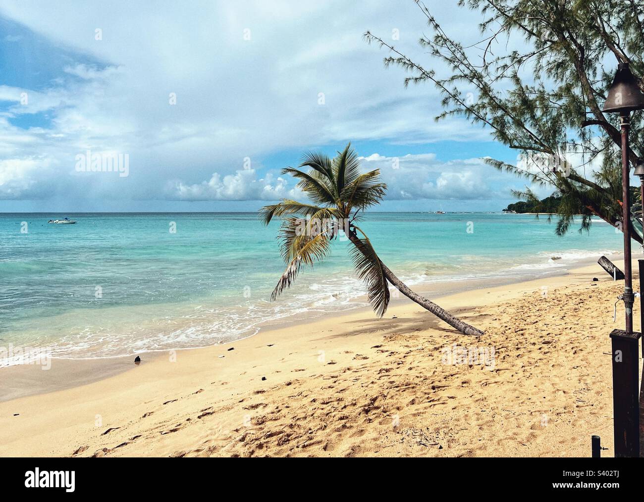 Albero di palma su una spiaggia caraibica in Barbados Foto Stock