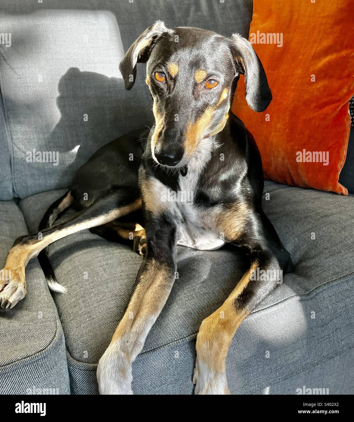 Bellissimo cane - Immagine stock catturata con smartphone