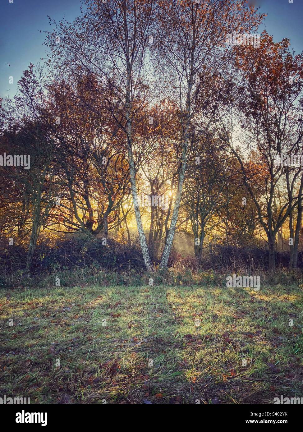 Tardo autunno sole attraverso gli alberi. - Immagine stock catturata con smartphone