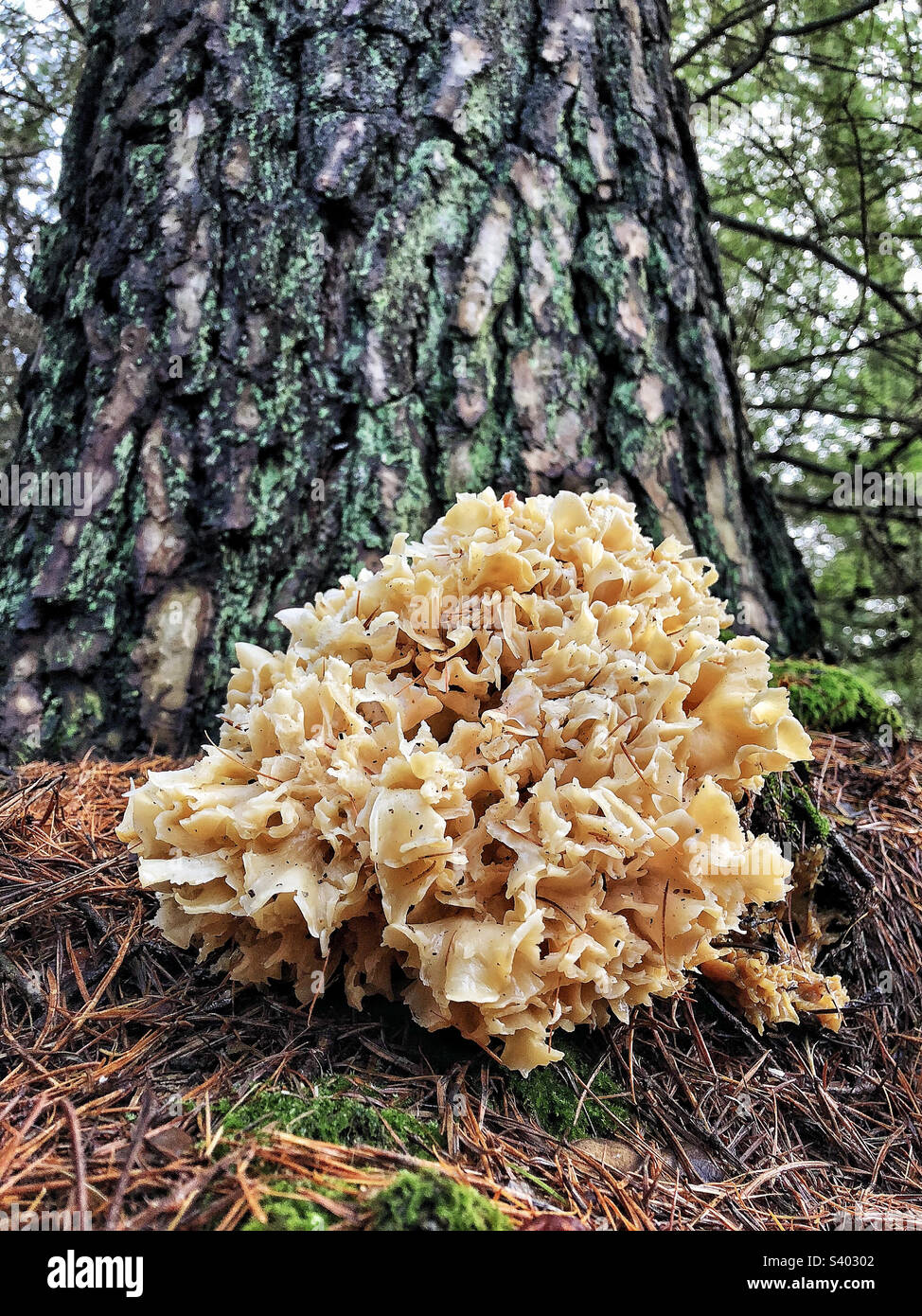 Cavolfiore Fungus (Sparassis crispa) che cresce in una pineta dell'Hampshire, Regno Unito - Immagine stock catturata con smartphone