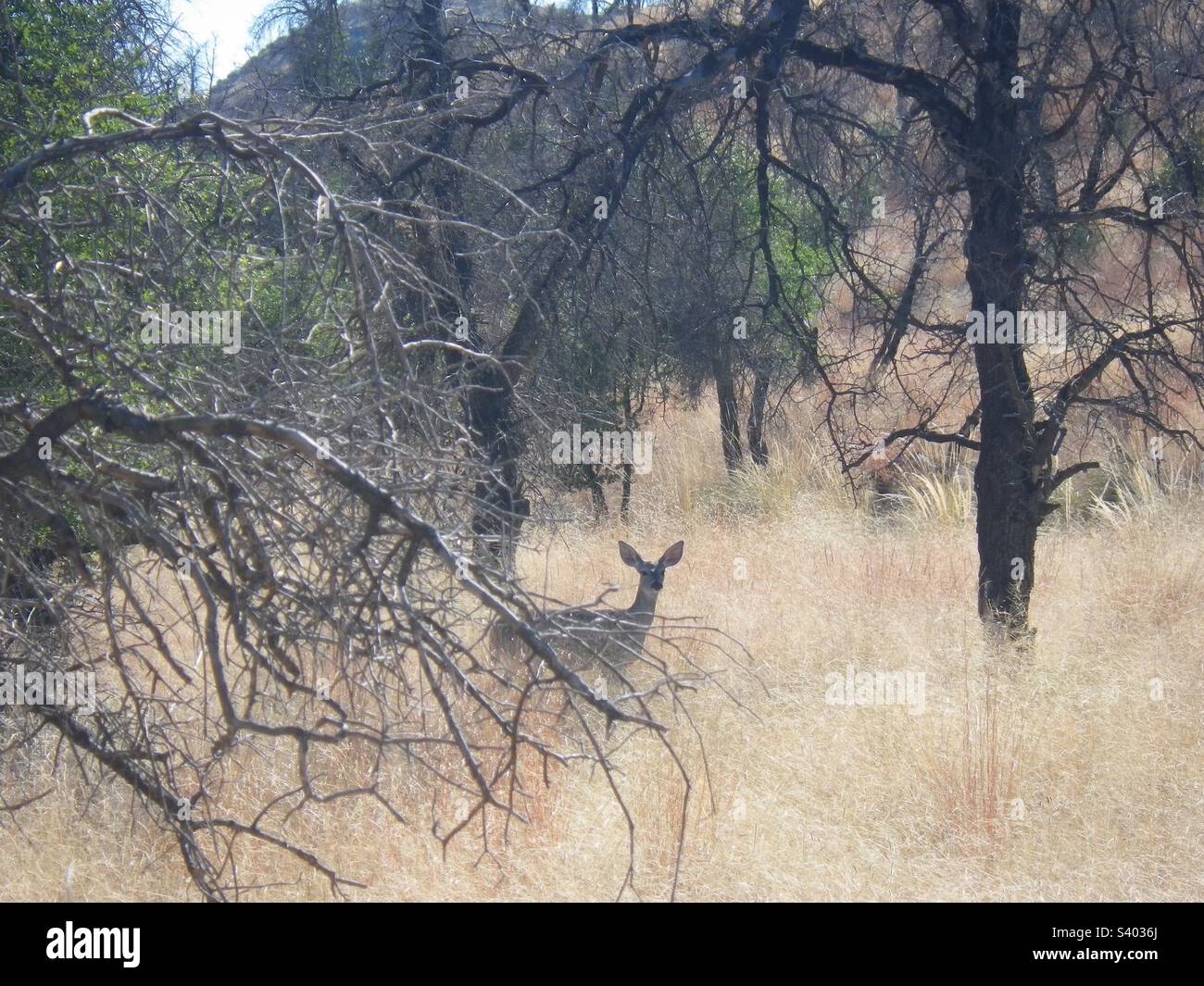 Cervi in piedi in erba secca, animale in ambiente deserto Foto Stock