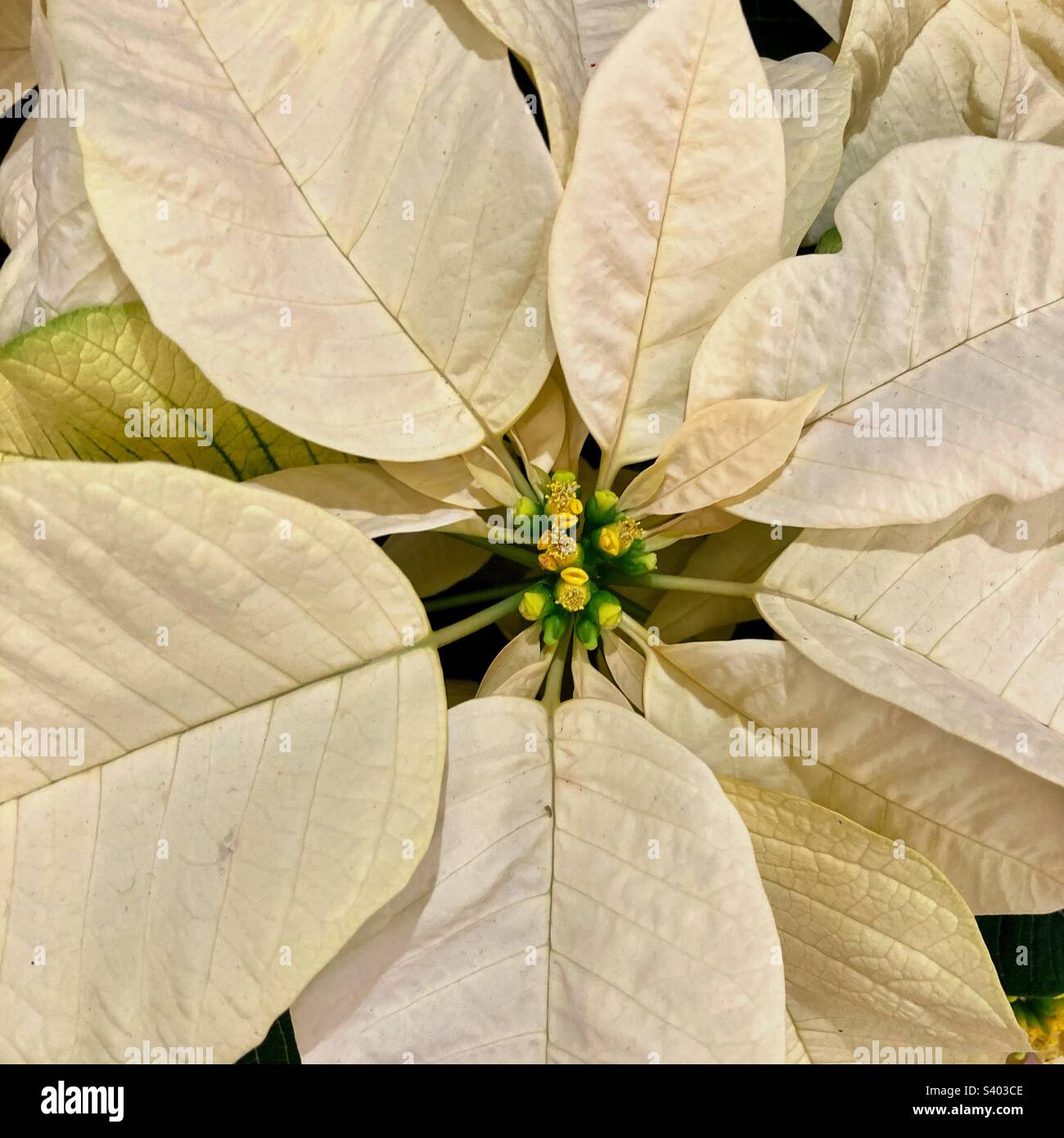Poinsettia bianca durante il mese di dicembre per la stagione di festa - Immagine stock catturata con smartphone