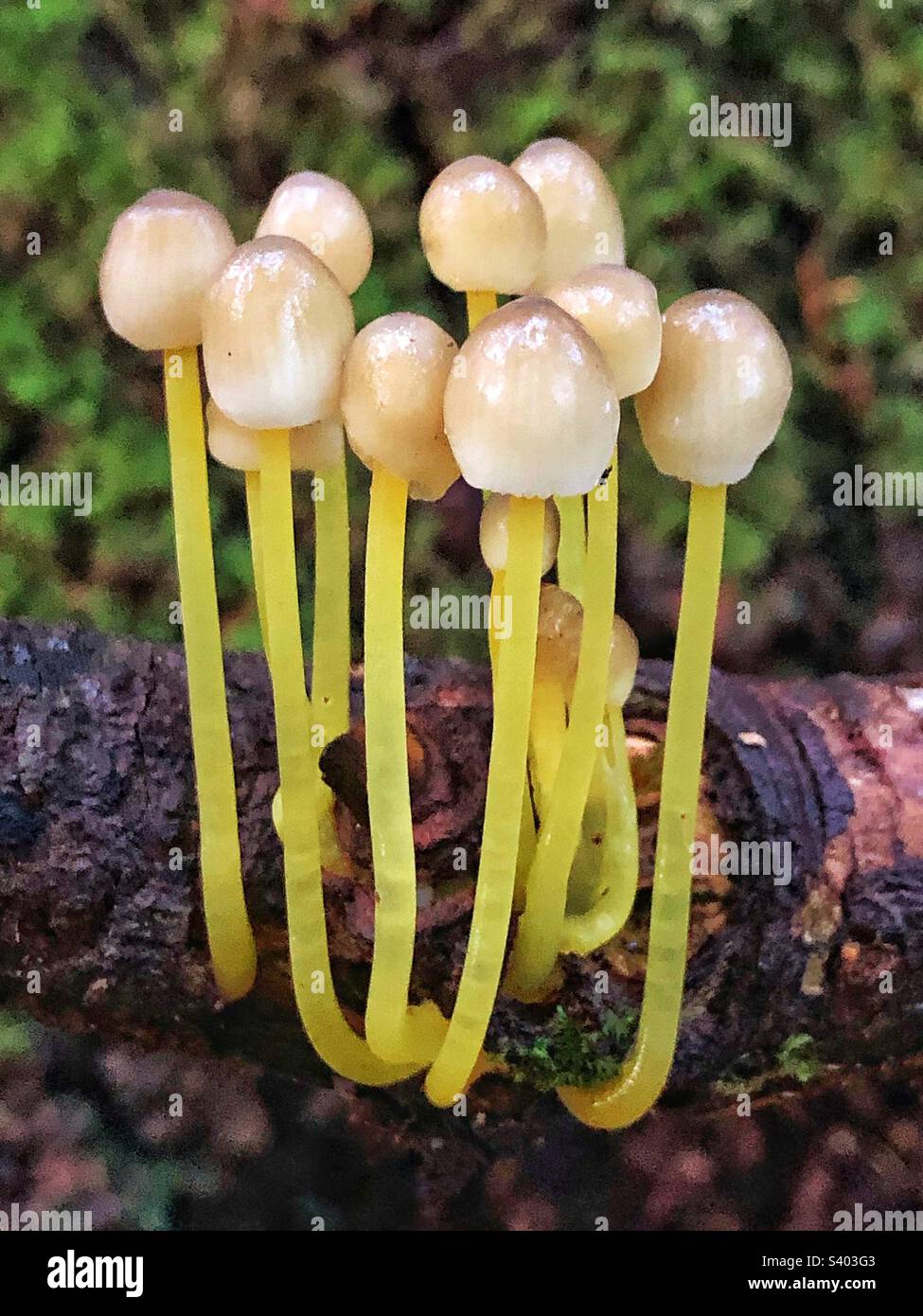 I funghi Yellowleg Bonnet (Mycena epipterygia) crescono in una filiale a novembre - Immagine stock catturata con smartphone