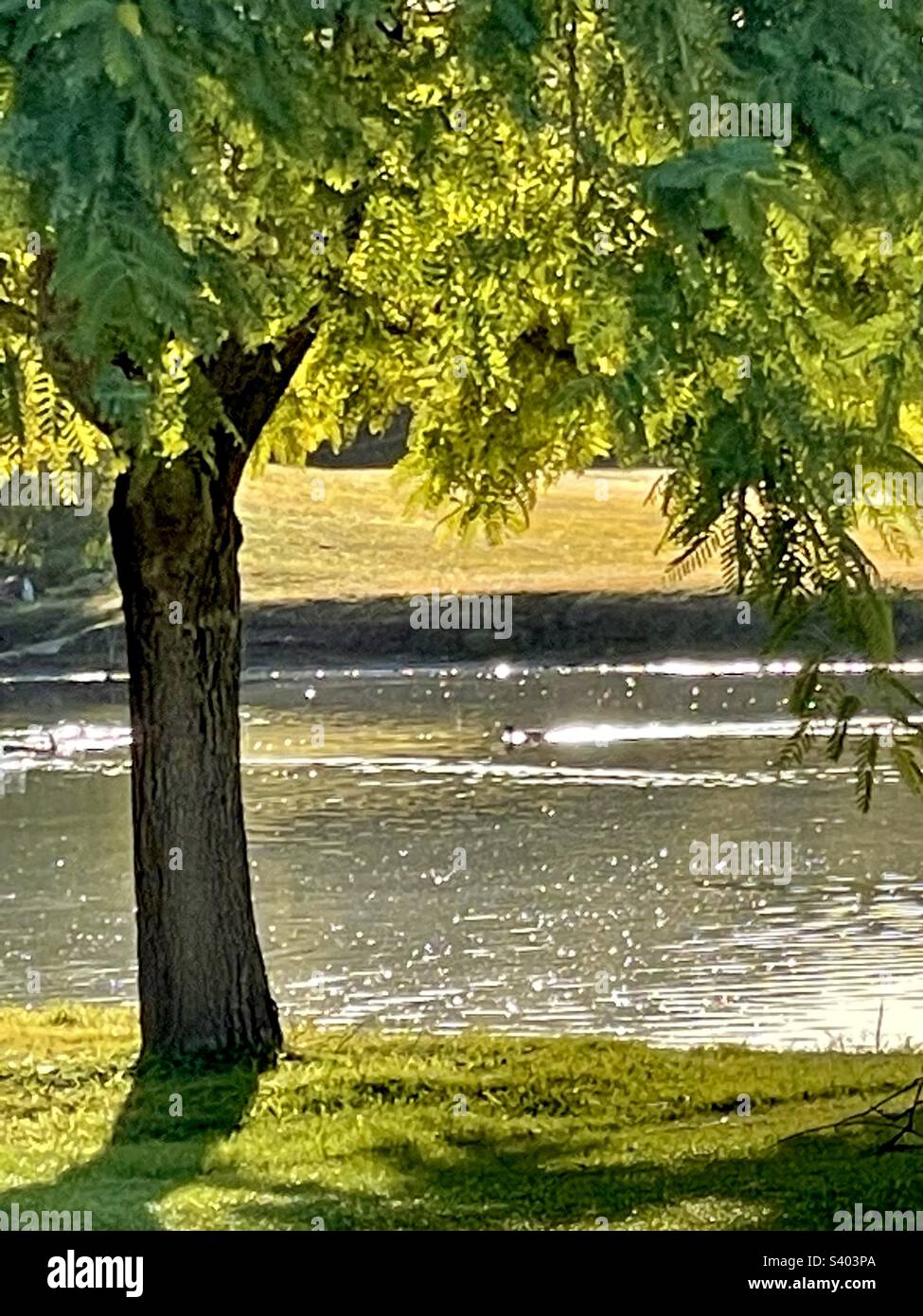 Tranquility- controluce le foglie verdi vibranti dell'albero e le increspature lucenti in stagno Foto Stock