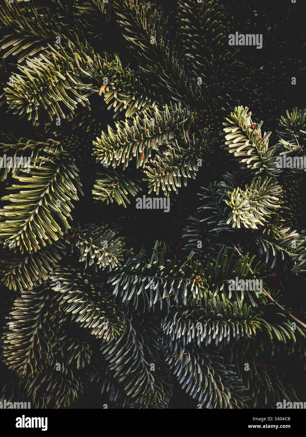 Cornice completa sfondo natalizio dei rami e foglie di un albero di Natale Nordic Spruce senza decorazioni e spazio copia - Immagine stock catturata con smartphone
