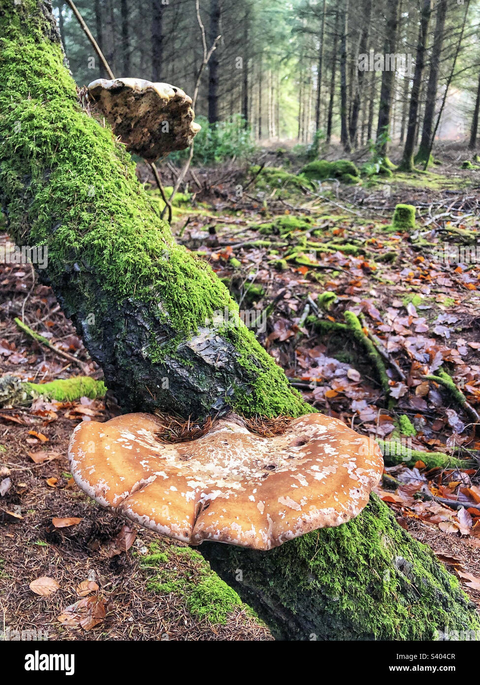 Fungo di betulla (Fomitopsis betulina) che cresce su un albero di betulla pendente Foto Stock