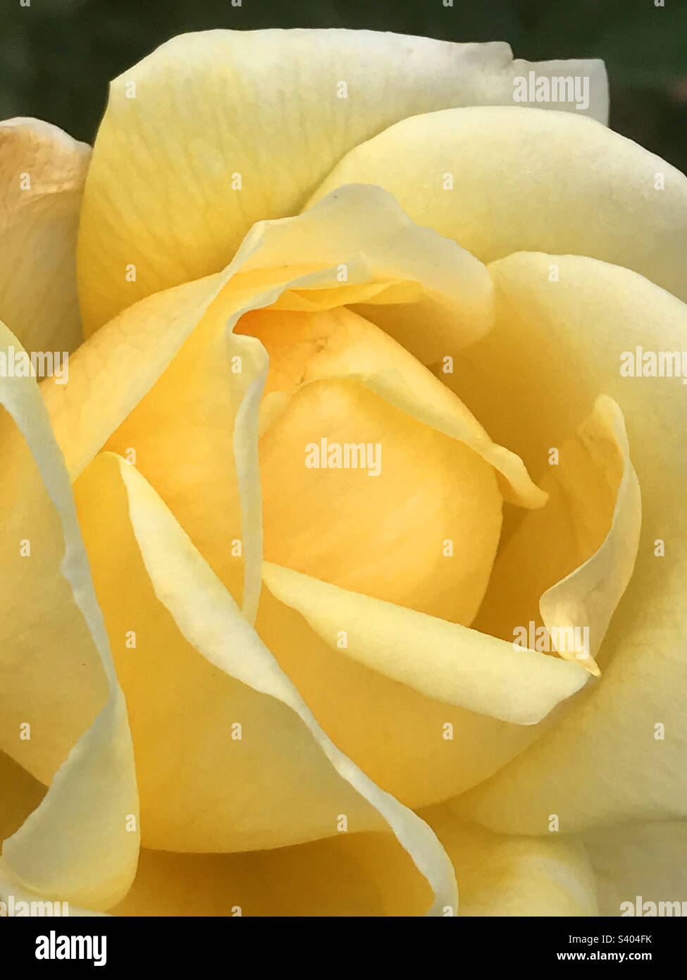 Rosa gialla. Chiudere la vista. Foto Stock