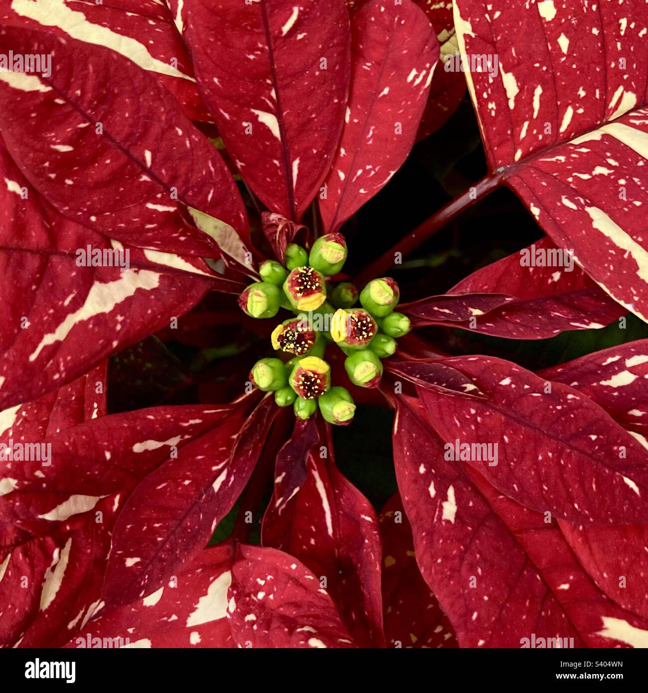 Insolito poinsettia con tan e rosso per la stagione di festa Foto Stock