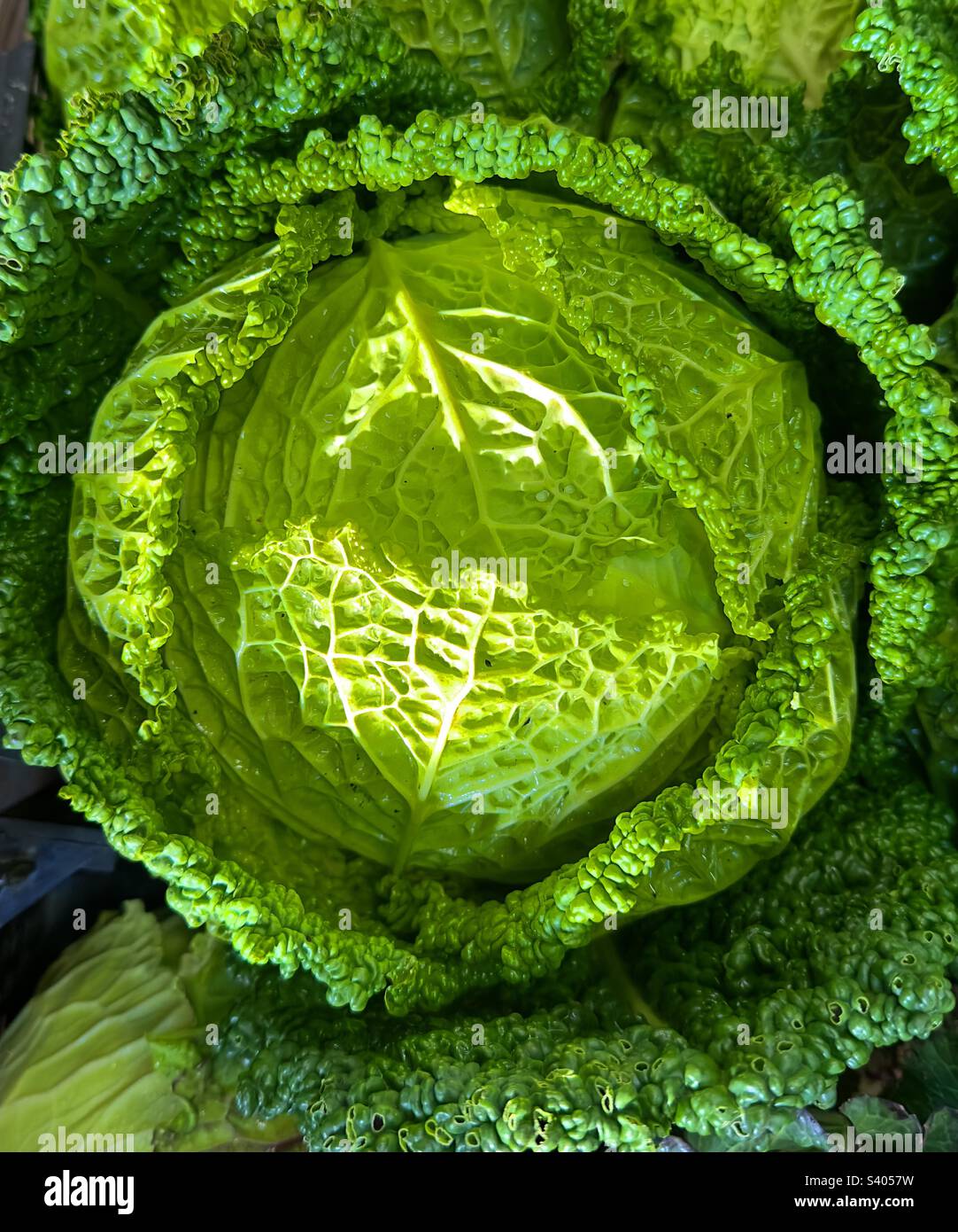 Cavolo Savoy in vendita nel negozio di fattoria Worcestershire Foto Stock