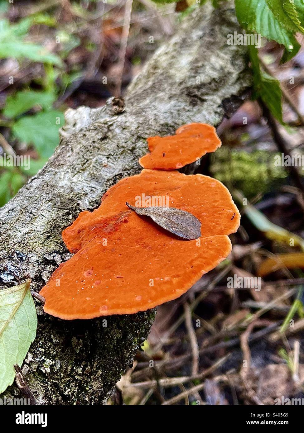 Fungo arancione che cresce su un tronco d'albero Foto Stock