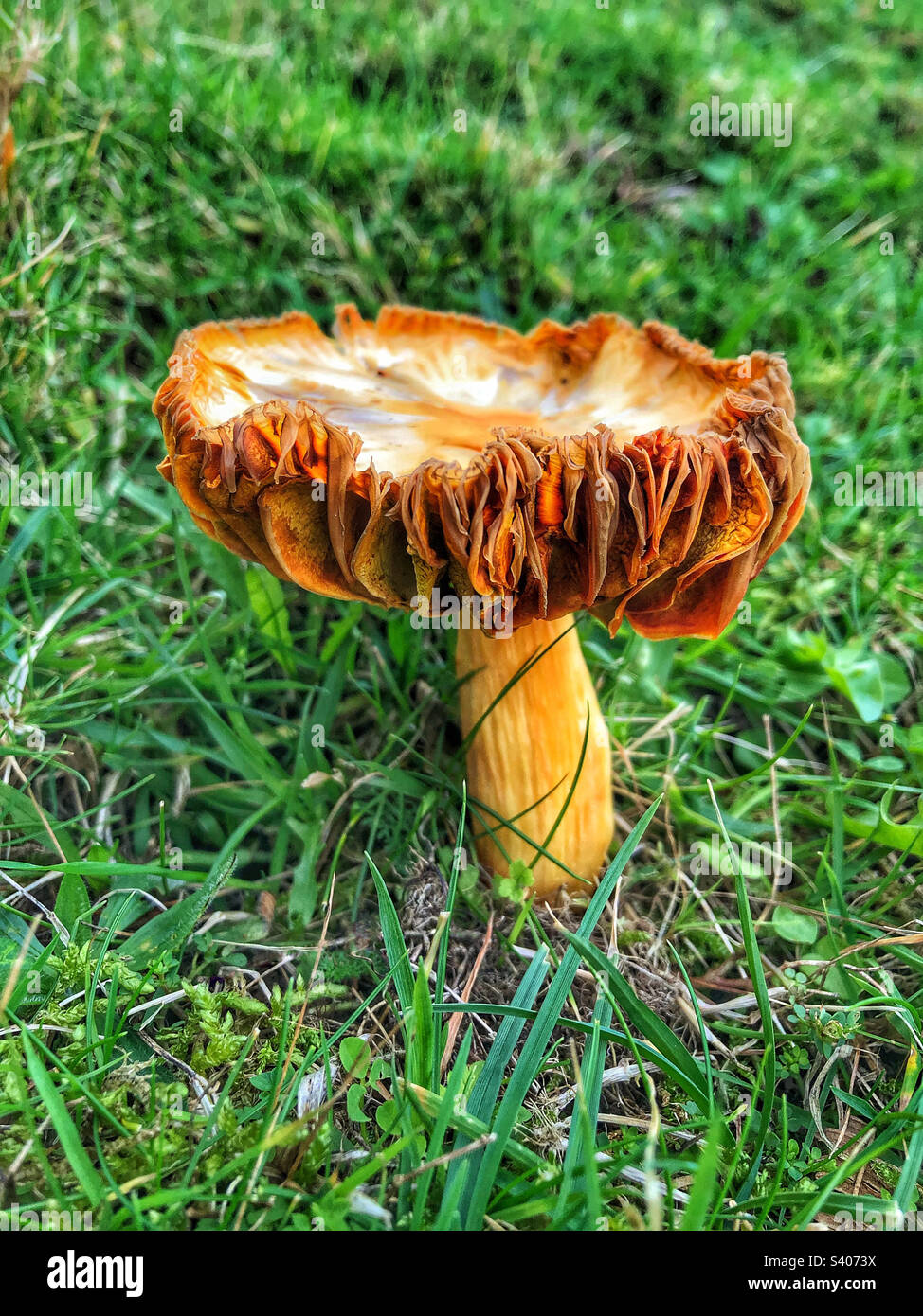 Funghi maturi che crescono sulle scogliere a Seatown Dorset Regno Unito - Immagine stock catturata con smartphone