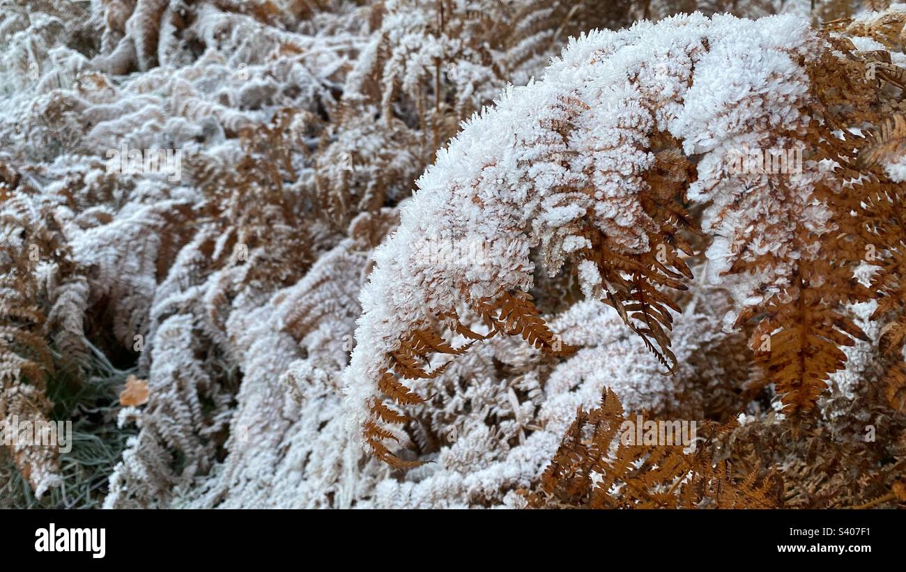 Bosco invernale Foto Stock