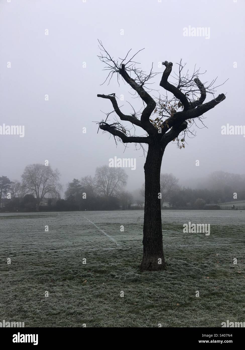 Albero di Lonley in una giornata fredda di nebbia - Immagine stock catturata con smartphone
