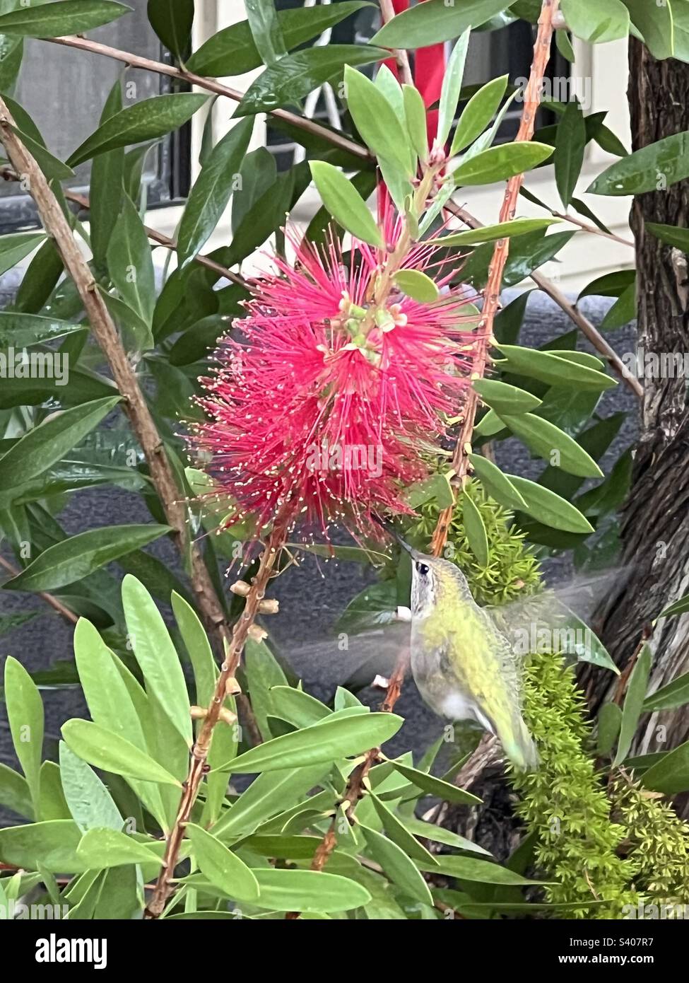 Hummingbird volando accanto al fiore rosa Foto Stock