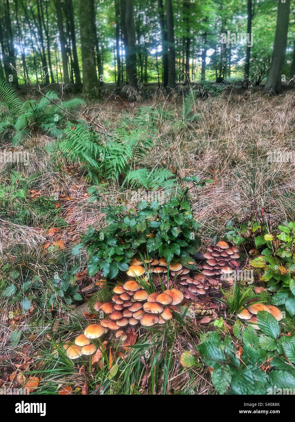 Funghi che crescono in un bosco di api vicino a Winchester Hampshire Regno Unito - Immagine stock catturata con smartphone