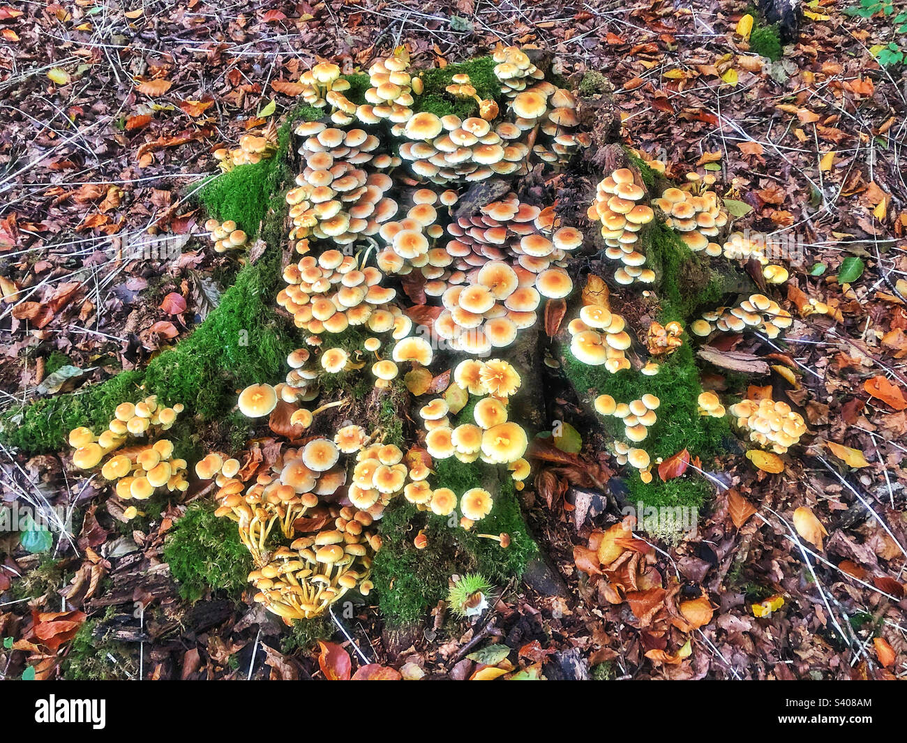 Funghi di ciuffo di zolfo in autunno che ricoprono un ceppo di albero marcio in legno di faggio vicino a Winchester Hampshire Regno Unito - Immagine stock catturata con smartphone