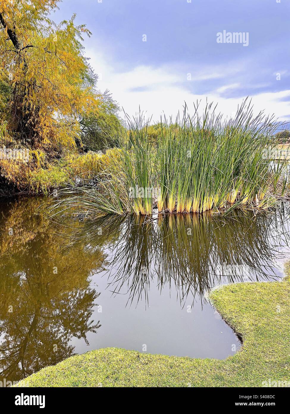 Riflessi di foglie di cattaglie e di caduta in stagno bordato smerloped con cielo ruscellante Foto Stock