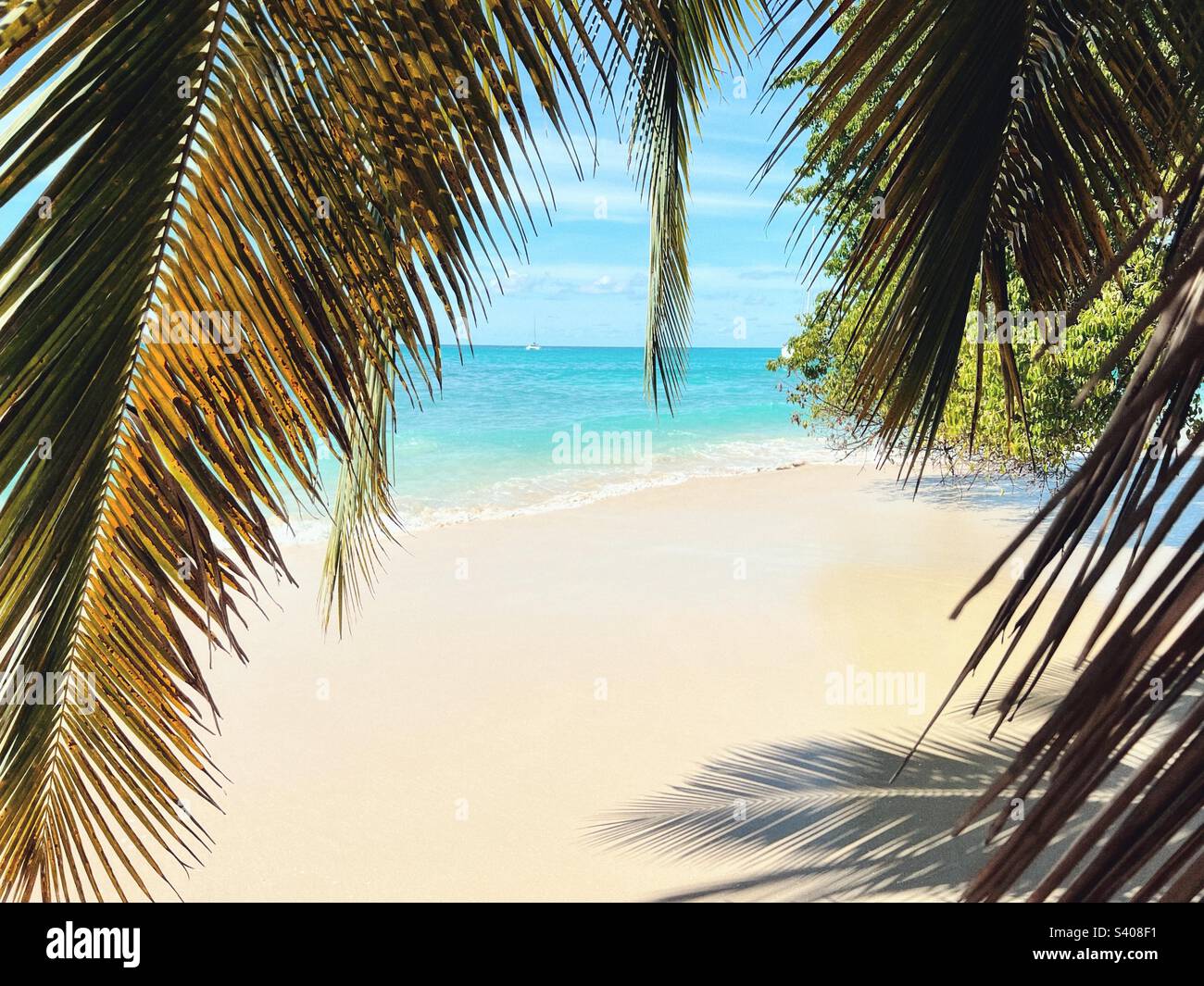 Spiaggia alle Barbados - vista sul Mar dei Caraibi da sotto le foglie di palma - Immagine stock catturata con smartphone