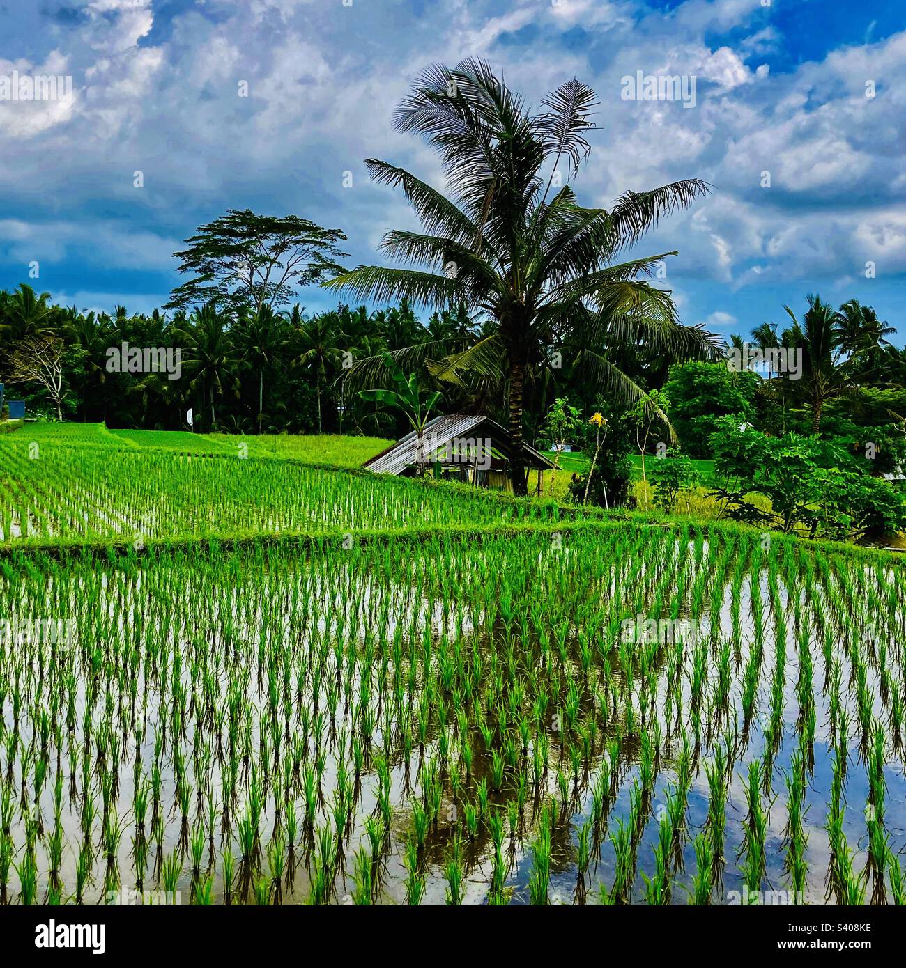 L'albero di palma si riflette nel risaie a Ubud Bali - Immagine stock catturata con smartphone