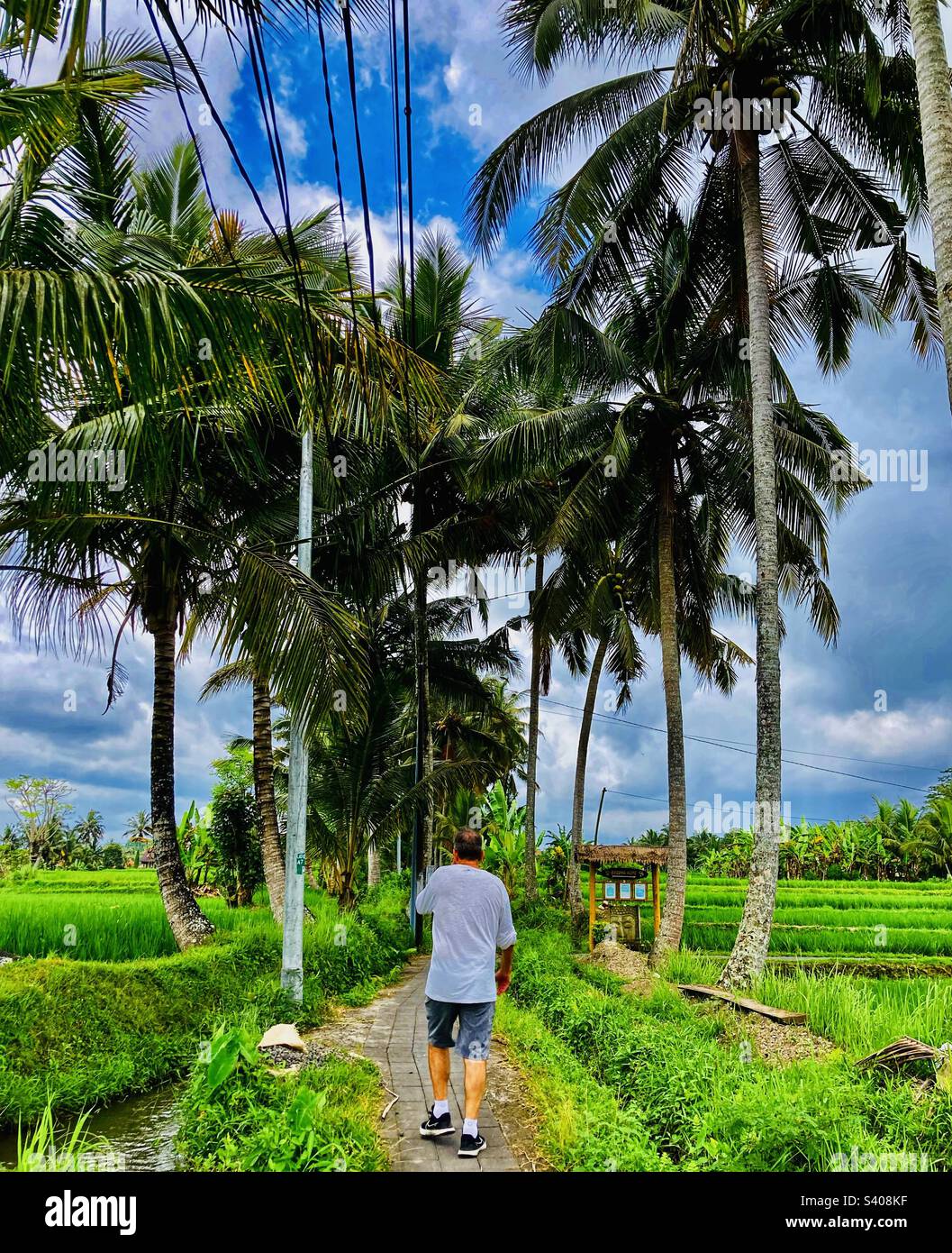 Camminando tra le risaie su un sentiero alberato di palme a Ubud Bali Foto Stock