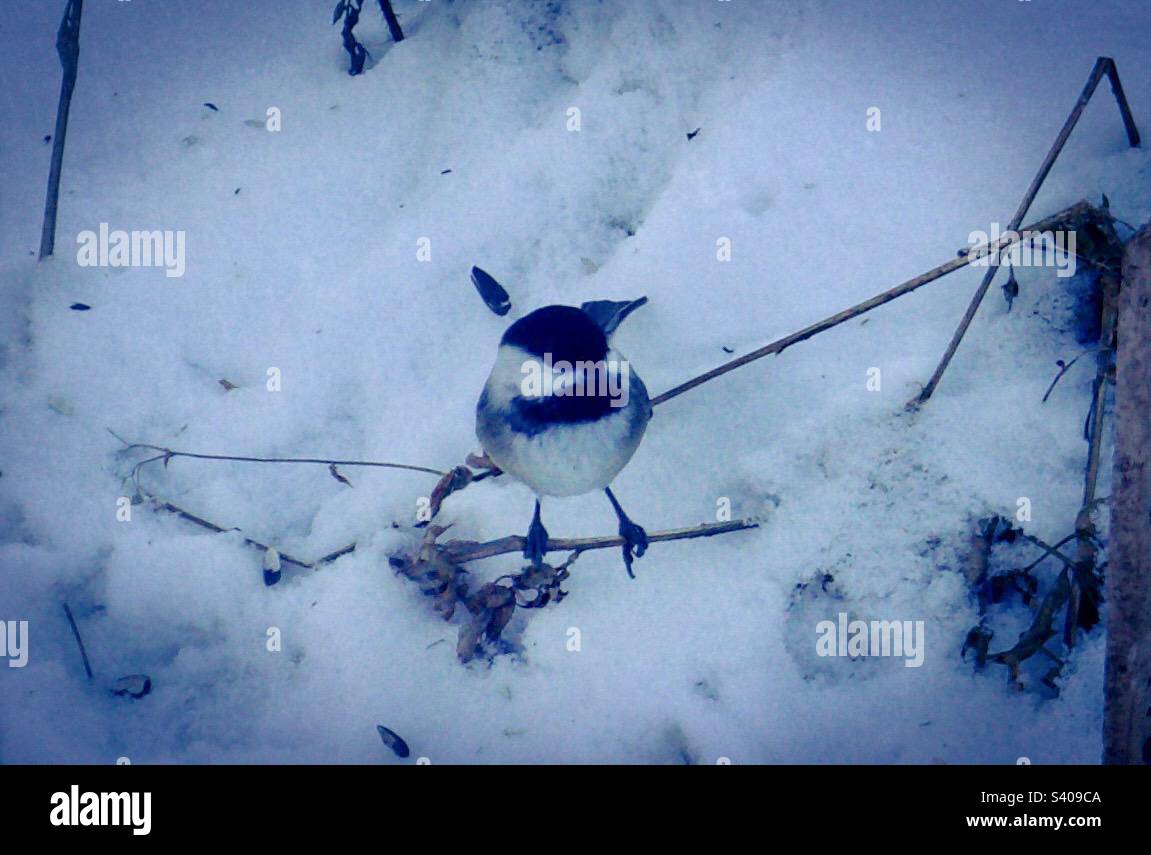Il chickadee non migratorio con cappellotto nero. Foto Stock