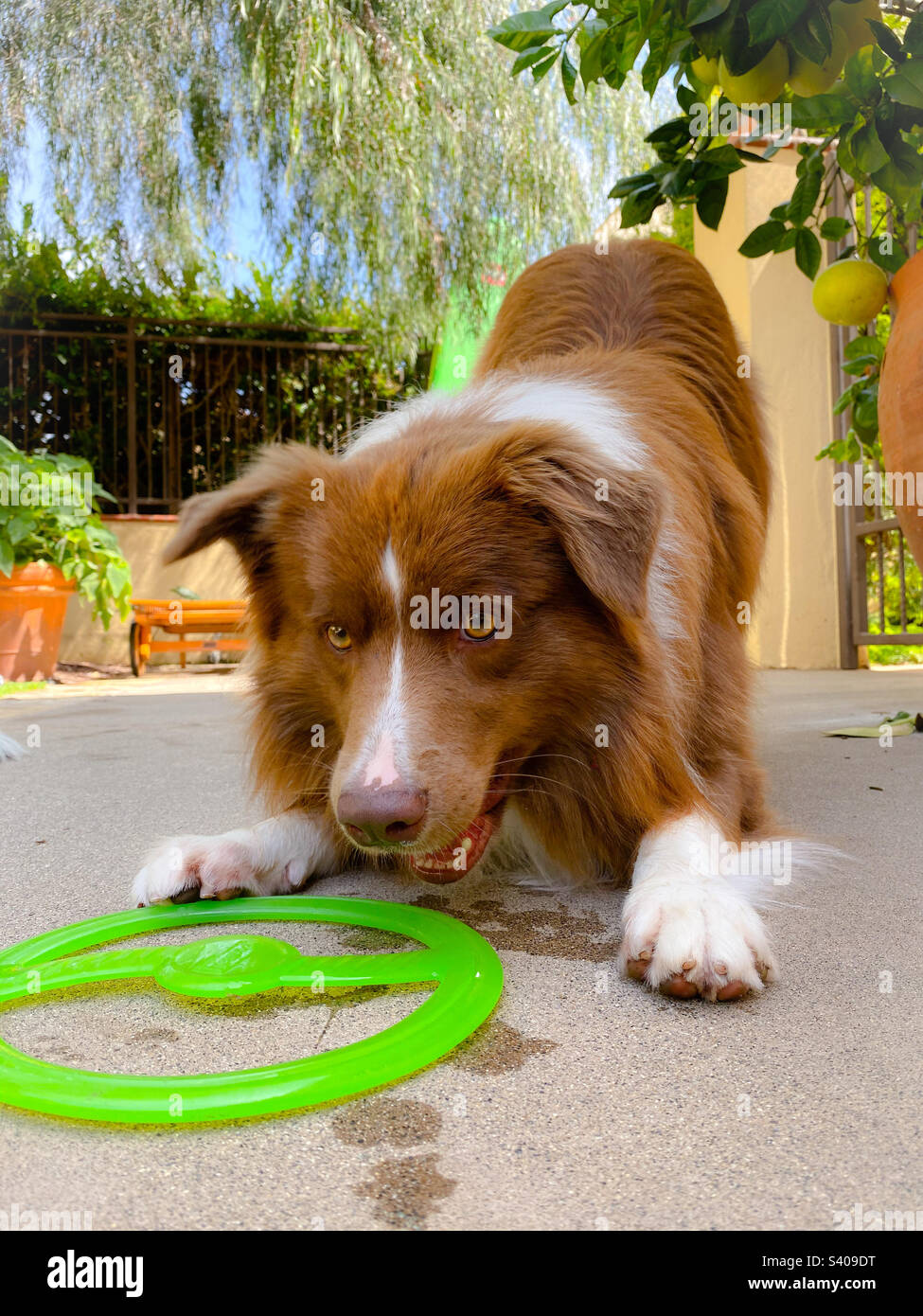 Vista ad angolo basso di un cane che gioca con un frisbee Foto Stock