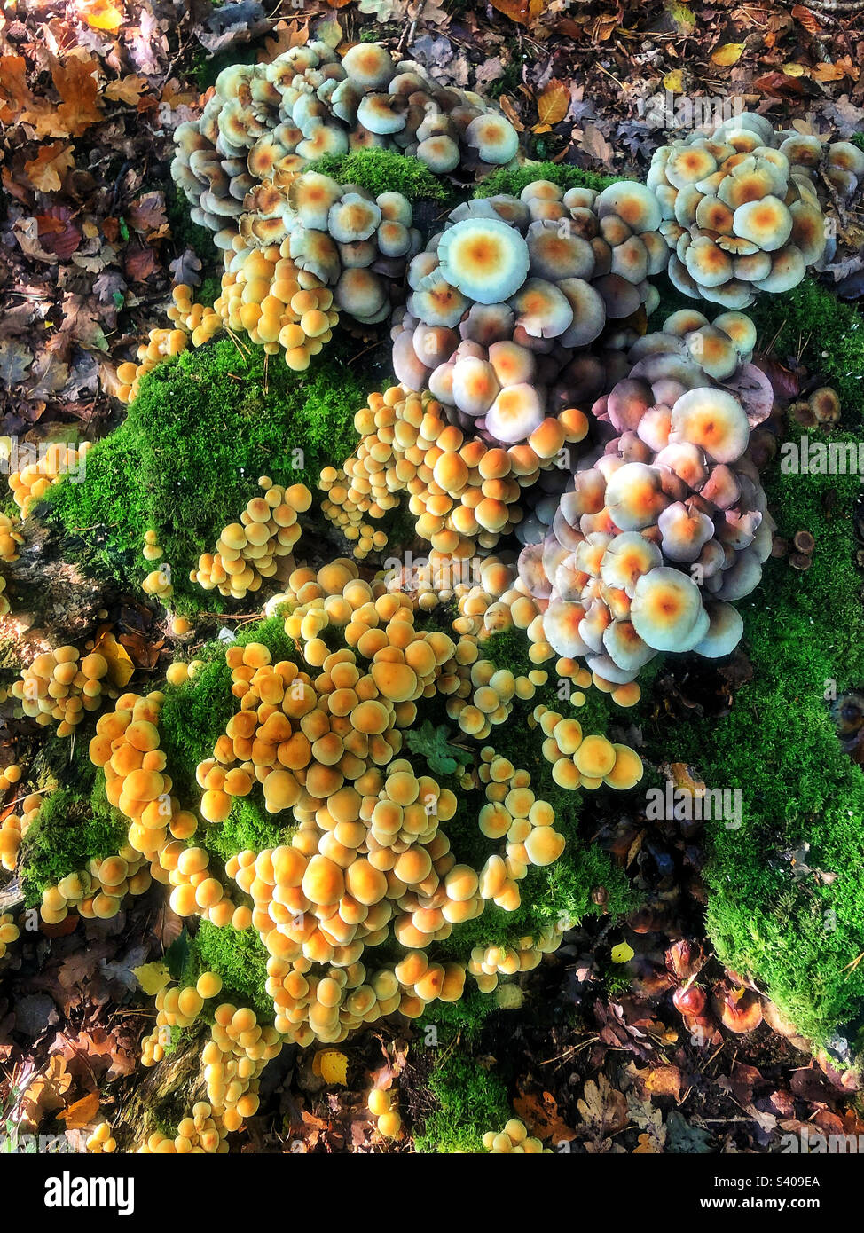 Funghi che crescono su un ceppo di albero marcio in boschi di faggio vicino a Winchester, Regno Unito - Immagine stock catturata con smartphone