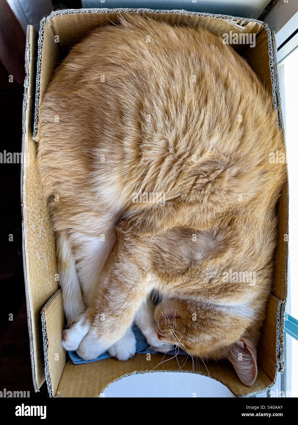 Gatto zenzero addormentato in una scatola di cartone - Immagine stock catturata con smartphone