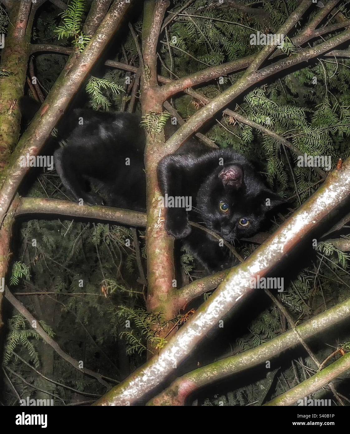Animale che ama arrampicarsi su un albero, caccia felina intorno ai rami di Pine Tree, gatto nero che gioca e divertirsi in un albero Foto Stock