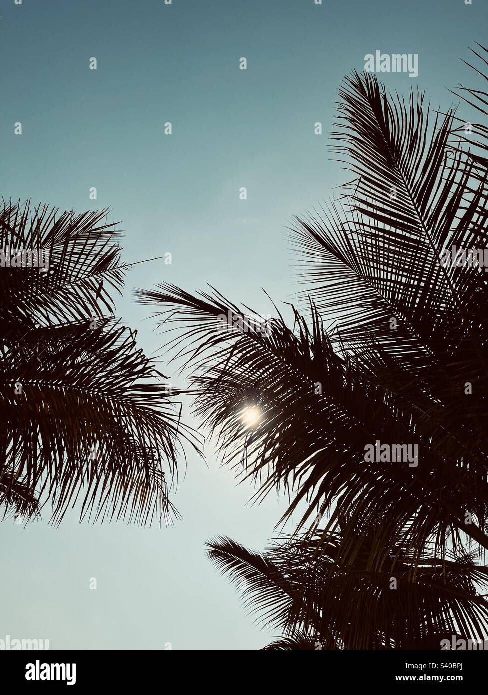 Palme sotto il sole - Immagine stock catturata con smartphone