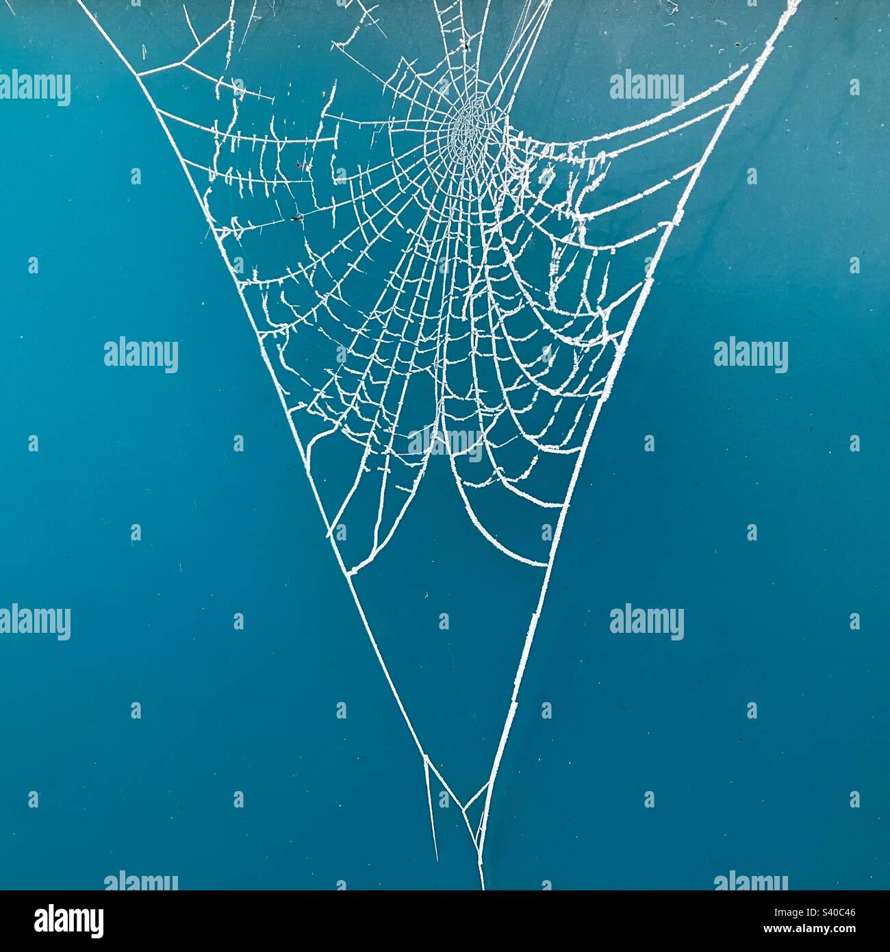 La ragnatela di un ragno congelato si è sparata sul retro di una bacheca informativa Foto Stock